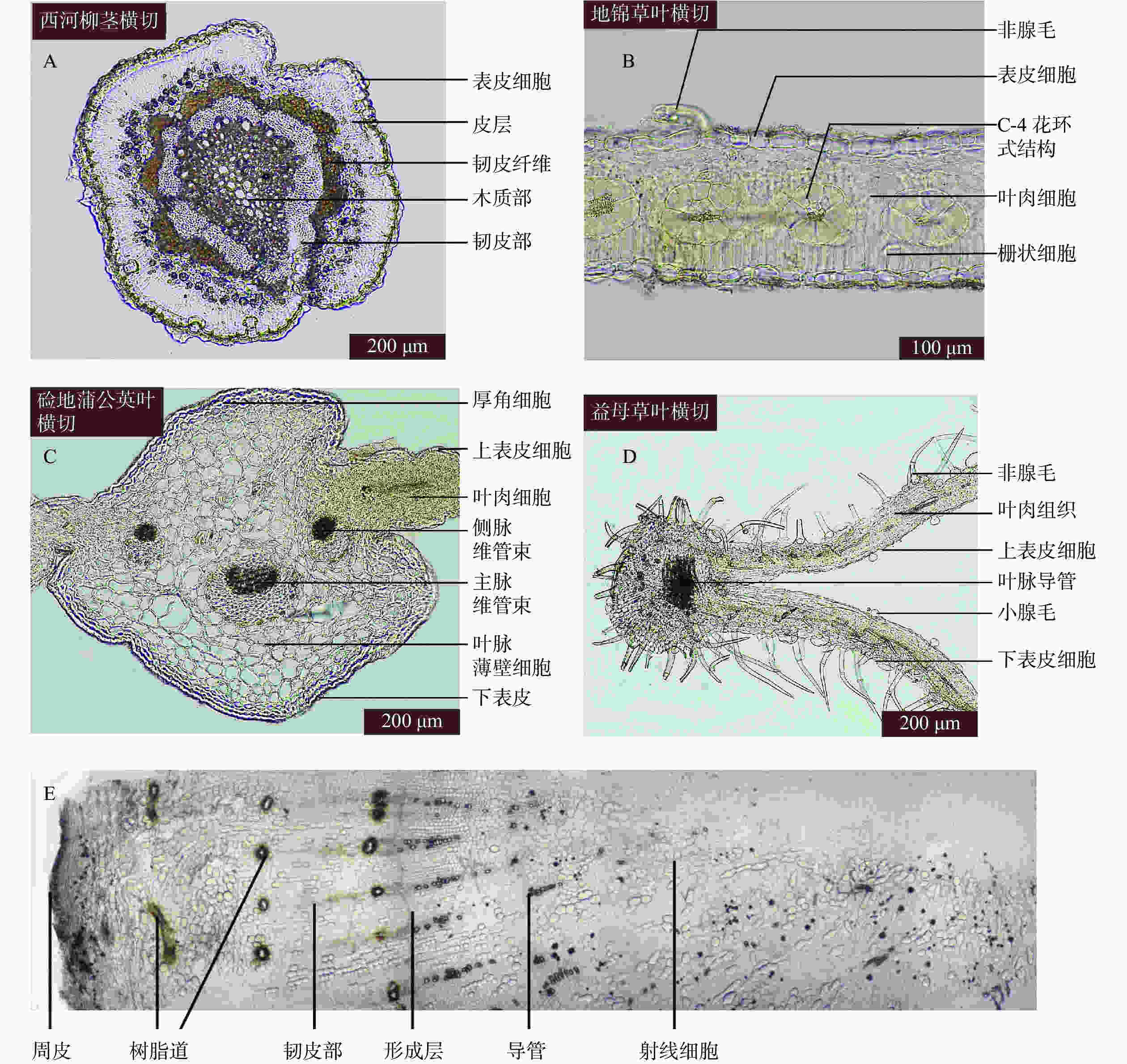 三年生椴树茎结构图-千图网